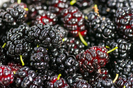Bundle--Pioneer Valley Gourmet Boysenberry Jam