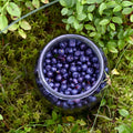 Huckleberries
