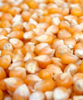 Kansas City Popcorn Emporium Gourmet Popping Corn 4 lb (6746955448401)