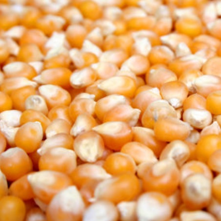 Kansas City Popcorn Emporium Gourmet Popping Corn 4 lb (6746955448401)